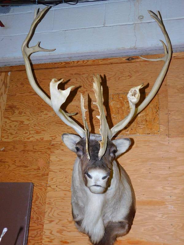 lot 13 image: Caribou Shoulder Mount - Rare Double Paddle