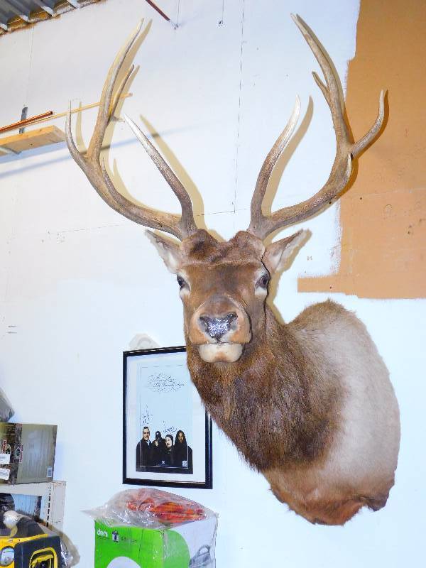 lot 14 image: Elk Shoulder Mount