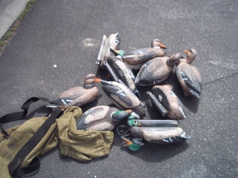 lot 17 image: Set of 10 mallard duck decoys and bag.  Mix of drakes and hens.