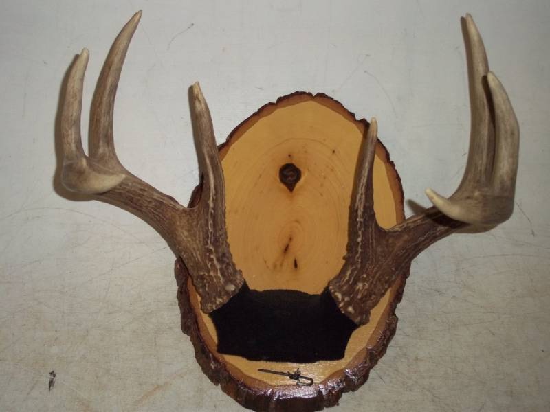 lot 150 image: Antler Mount