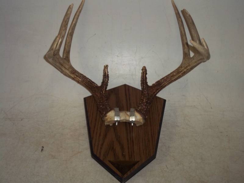 lot 151 image: Antler Mount