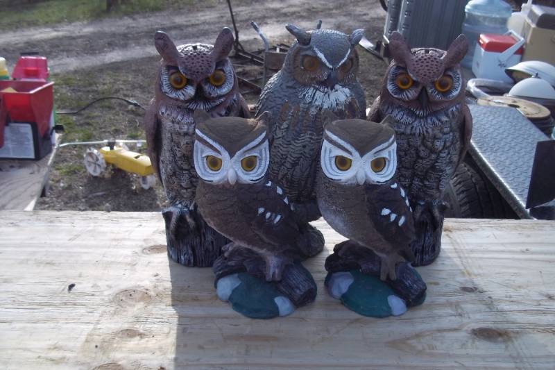 lot 267 image: Lot of 5 owls
