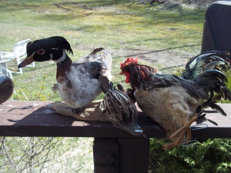 lot 318 image: Lot of 3 Stuffed birds