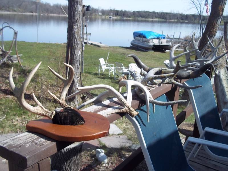 lot 325 image: Lot of antlers and horns