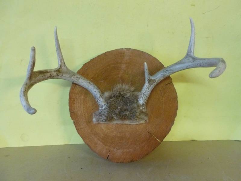 lot 36 image: Deer Rack