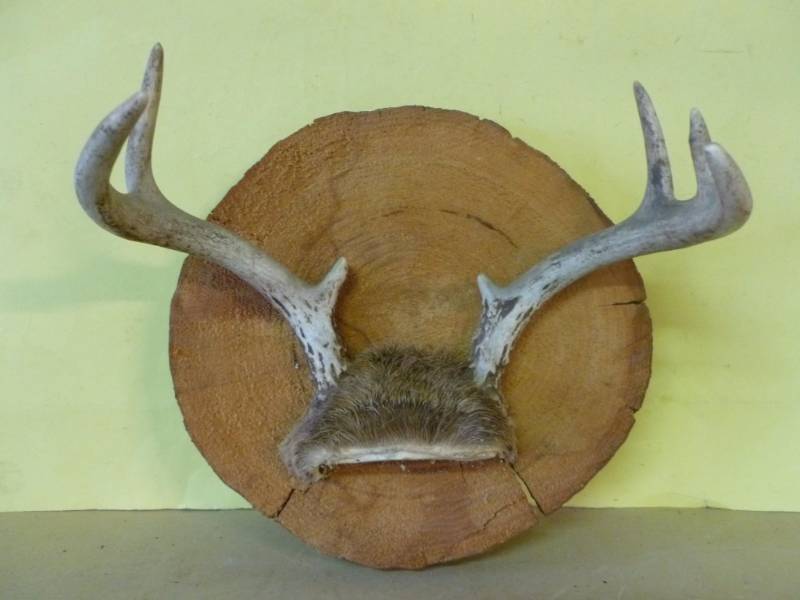 Deer Rack