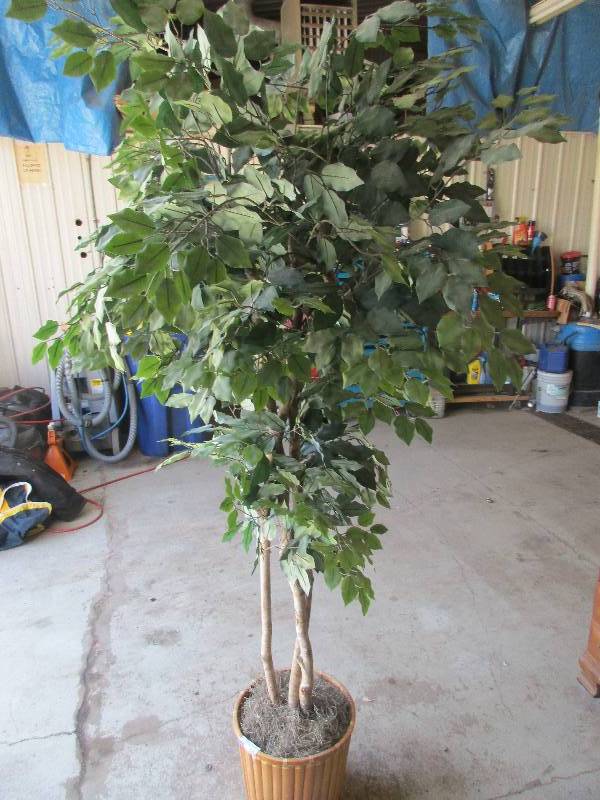 lot 131 image: indoor tree 7 tall
