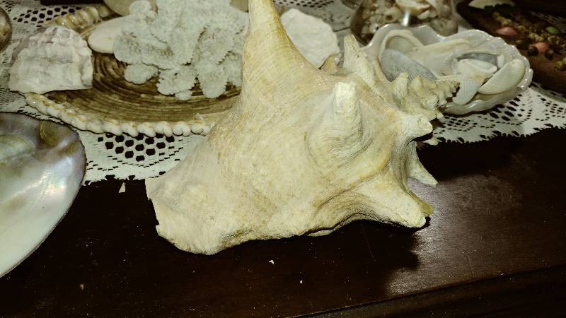lot 83 image: Sea Shells, Sand Dollars, Coral, ect.