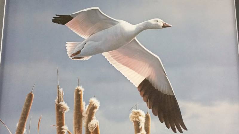 lot 17 image: Daniel Smith Signed  Numbered Artist Proof Snow Goose