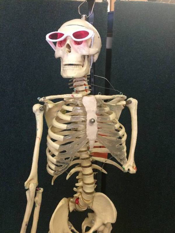 lot 46 image: Scientific Anatomical Human Skeleton Model - We call Him Lefty - He has seen better days as shown in pictures...still standing though