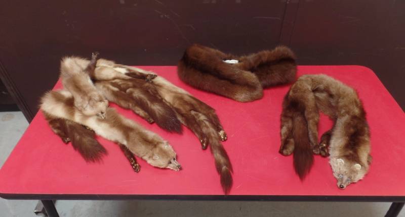 FUR COLLAR PELTS