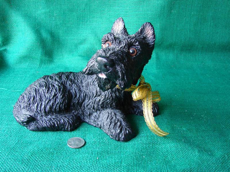 Black dog with suprise look.