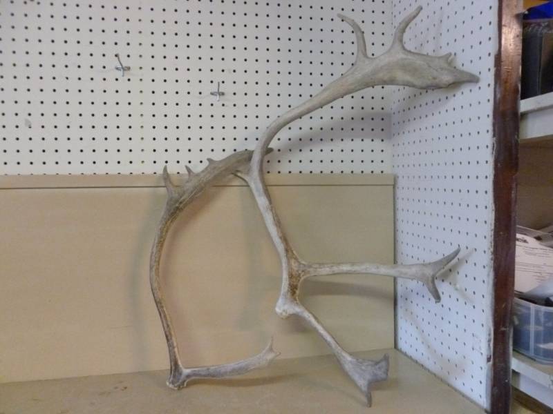Caribou Antlers