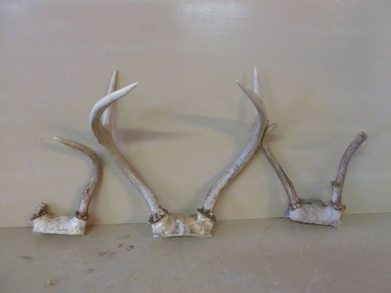 Deer Rack