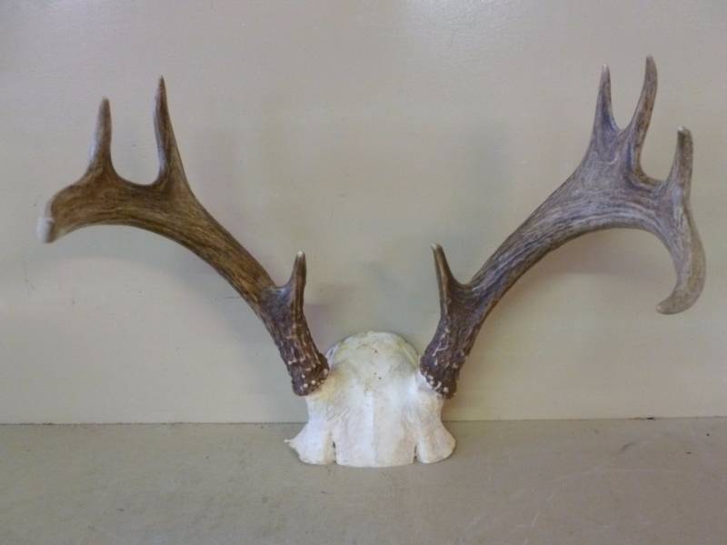 Deer Rack