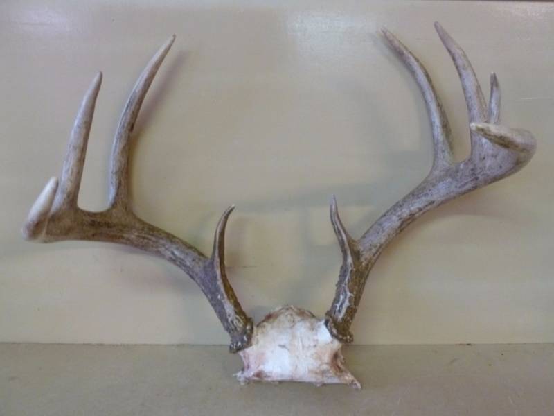 Deer Rack