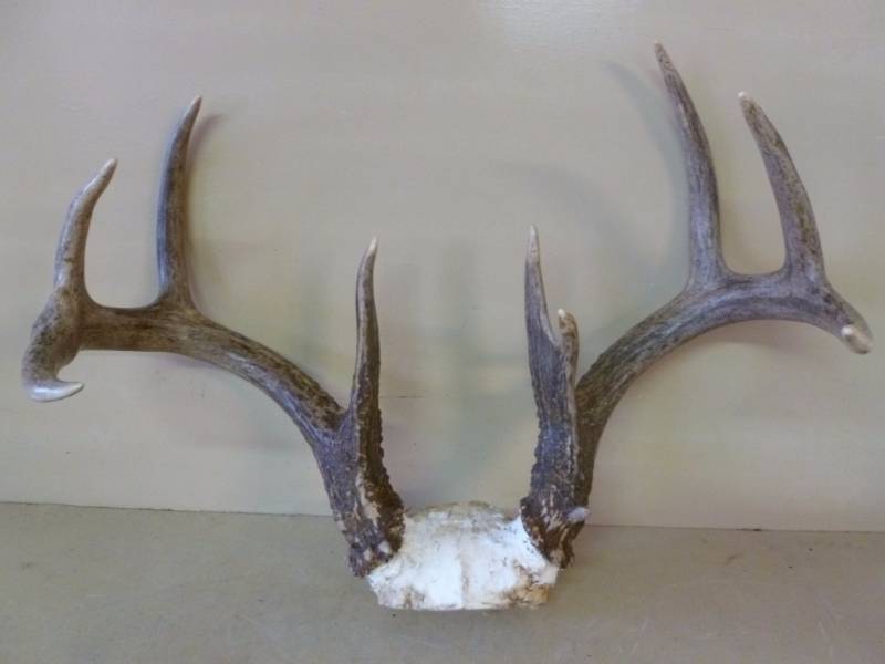 Deer Rack