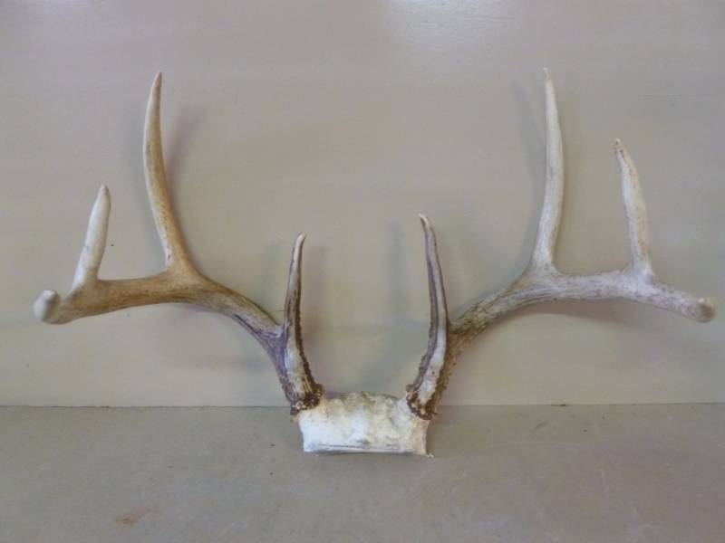 Deer Rack
