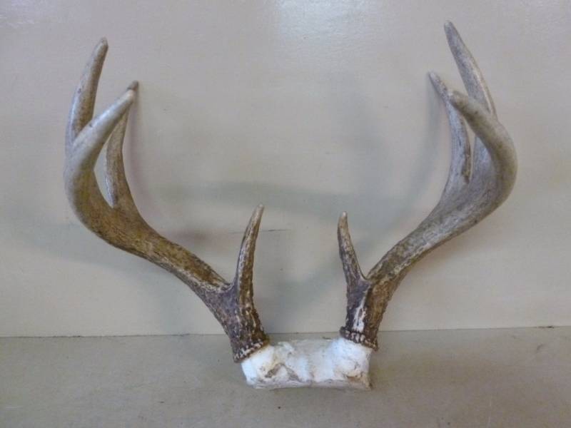 Deer Rack