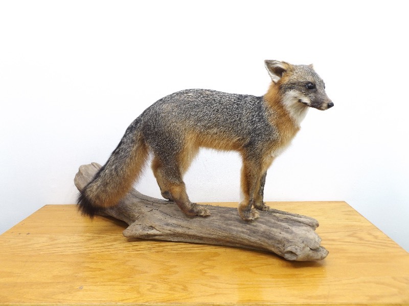 lot 1 image: Taxidermy Fox Poised on Driftwood