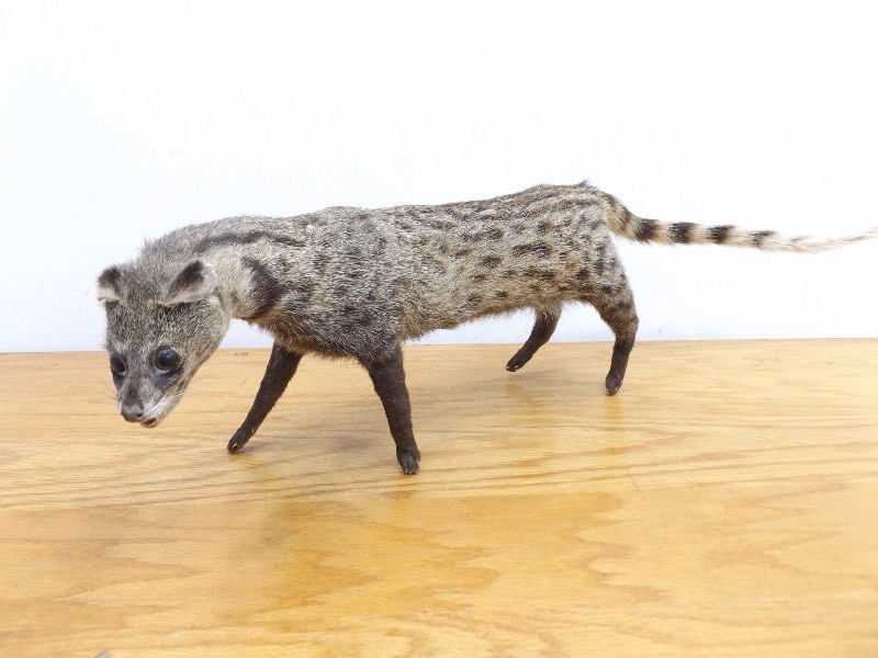 lot 2 image: Free Standing Taxidermy Civet