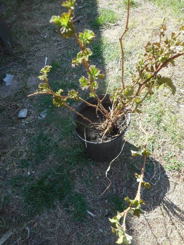 lot 14 image: RASBERRY PLANTS