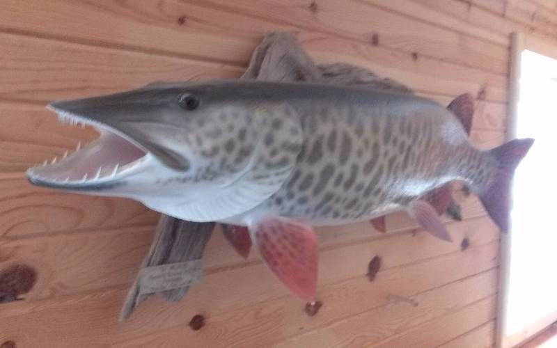 lot 155 image: Large 50 Muskie Mount