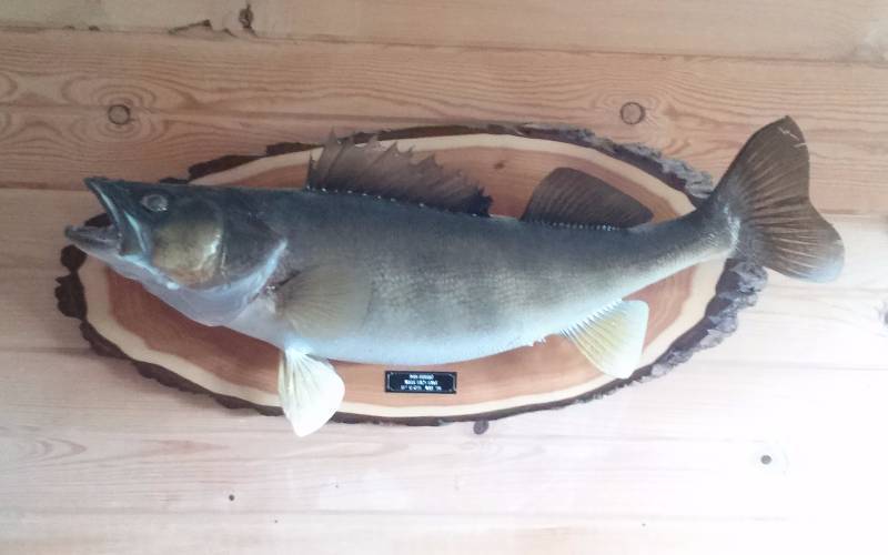 lot 156 image: Walley Mount, 11 lbs, 11 oz, Nice