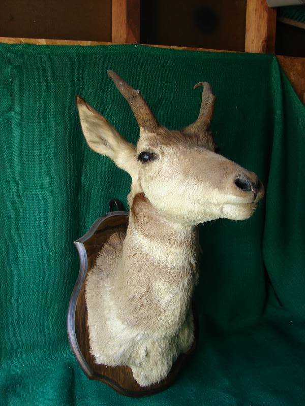 lot 134 image: 1953 Mounted ELK head.