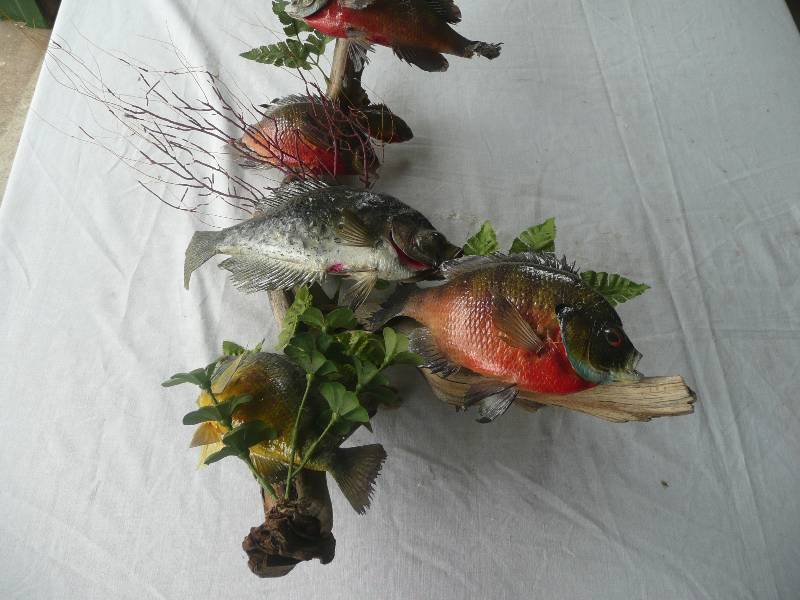 lot 45 image: Large Pan-fish Mount - Good Condition - See Pictures