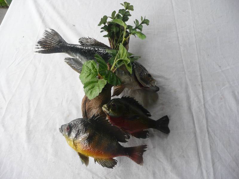 lot 46 image: Small Pan-Fish Mount - Good Condition - See Pictures