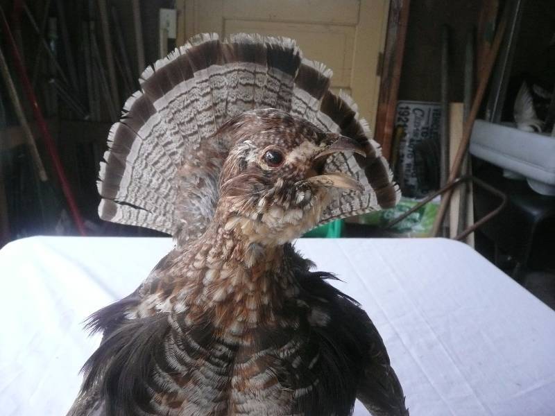 lot 48 image: Male Grouse Mount - Good Condition - See Pictures
