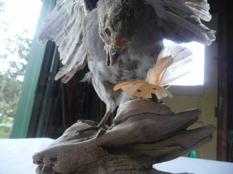 lot 49 image: Female Grouse Mount - Good Condition - See Pictures