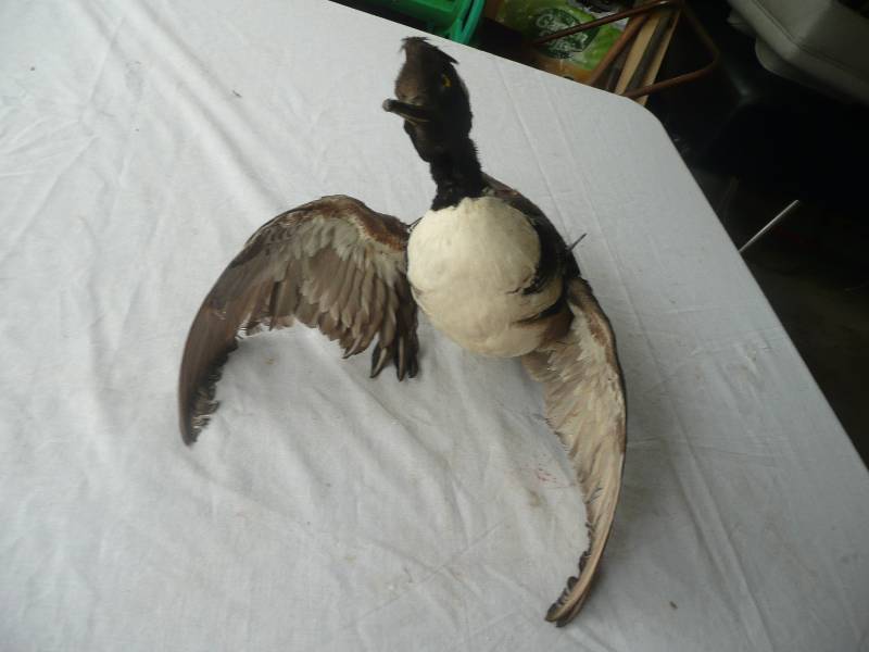 lot 50 image: Male Merganser Mount - Good Condition - See Pictures