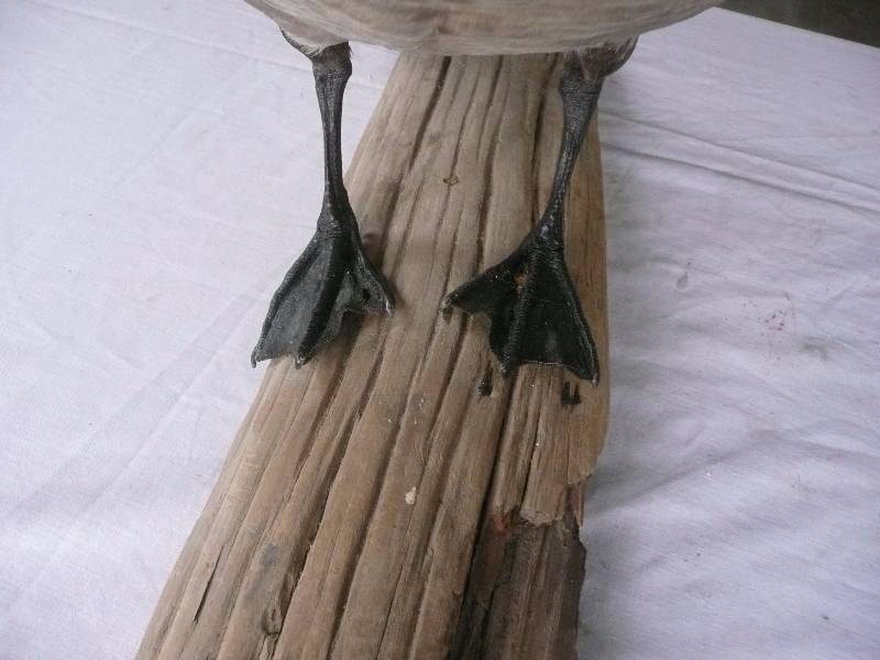 lot 51 image: Canadian Goose Mount - Good Condition - See Pictures