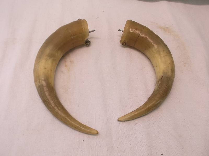 Bull Horns