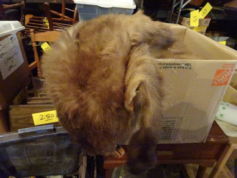 Kind of Mangy Bear Hide
