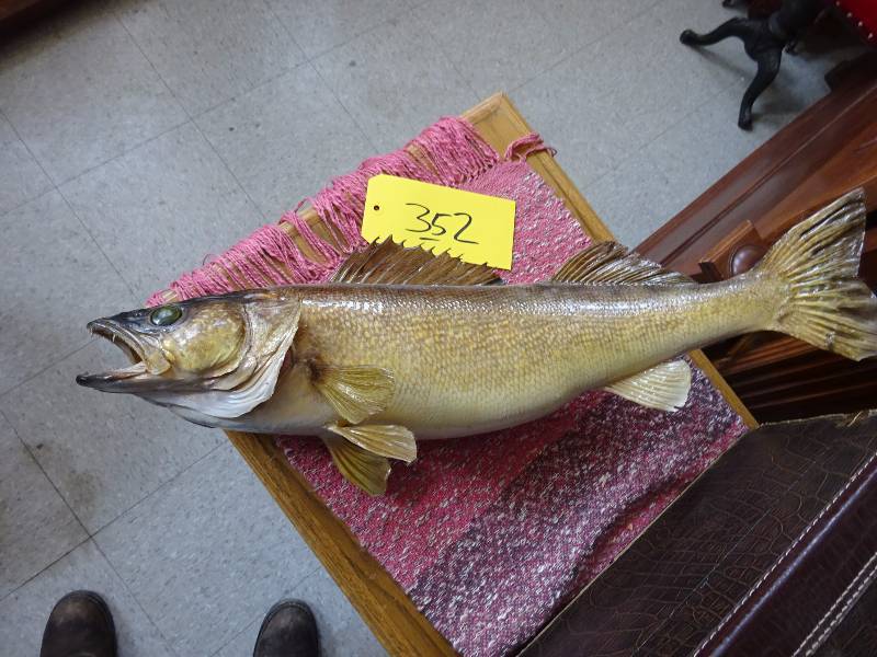 LargeWalleye