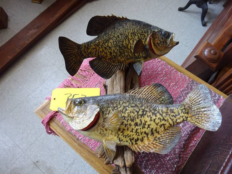 Pair Huge Crappies