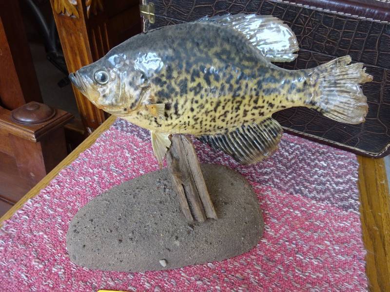 Crappie