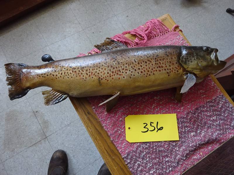 Trout