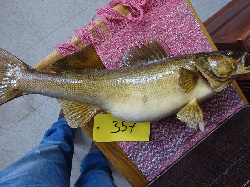 Huge Female Walleye