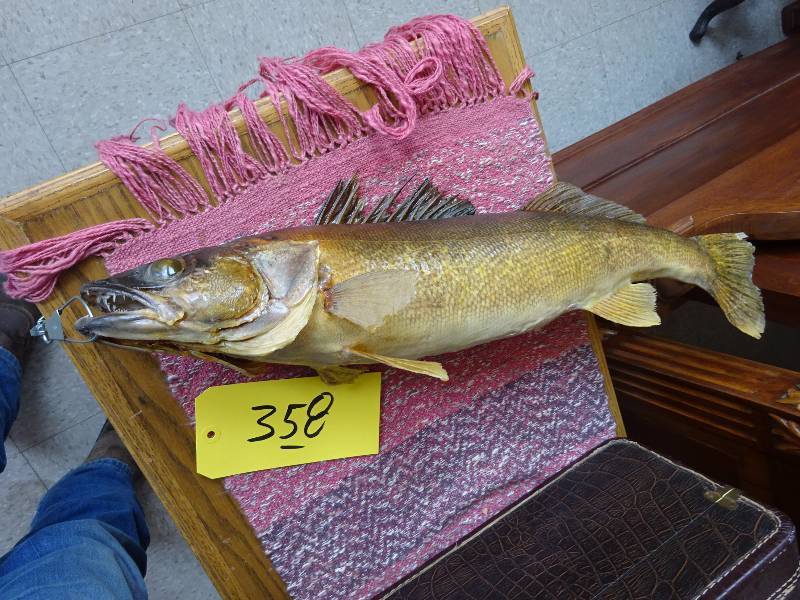 Walleye on stringer