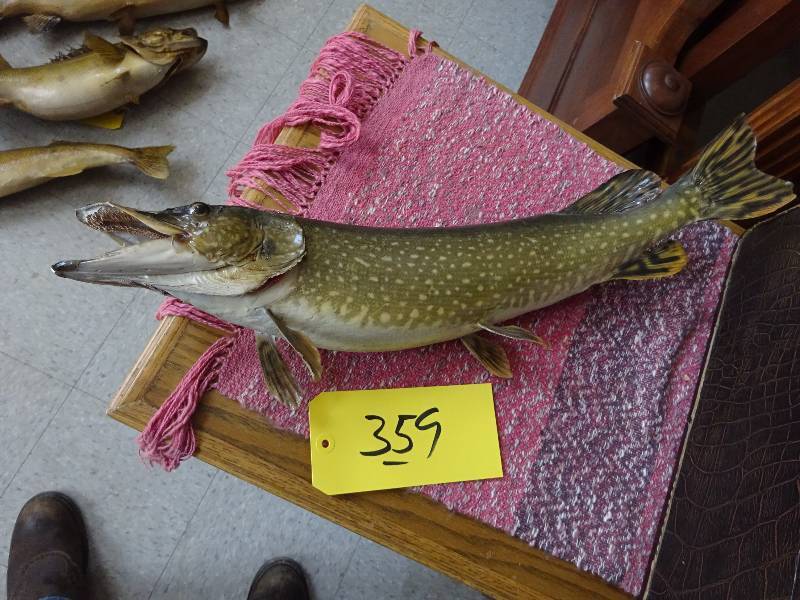 Small Muskie