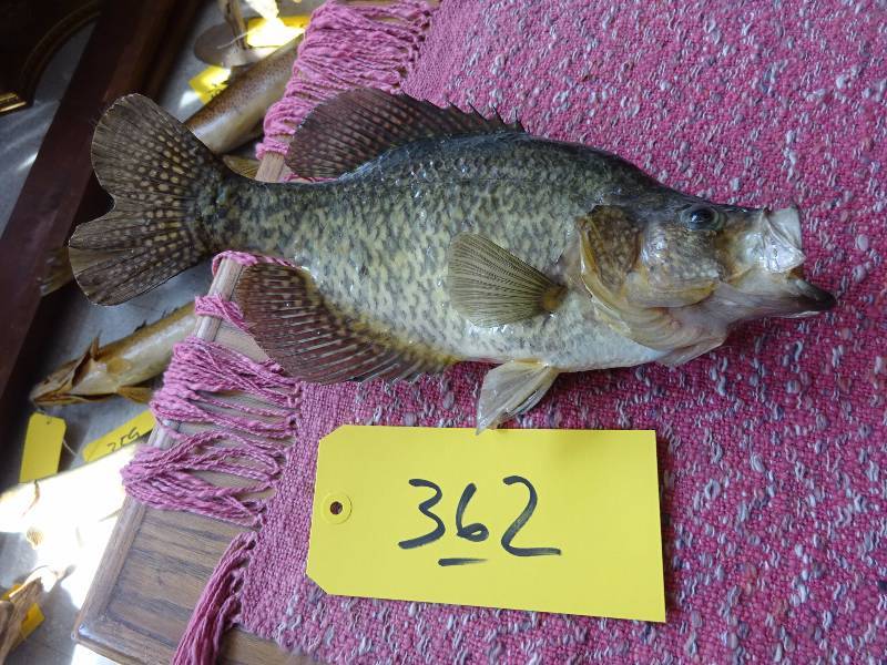 Crappie