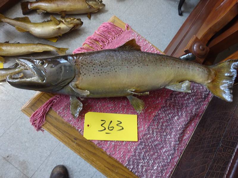Salmon