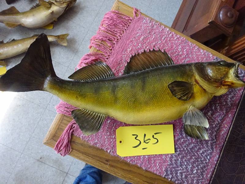 Huge Perch