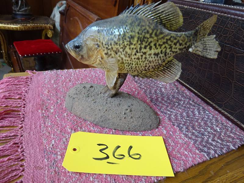 Crappie