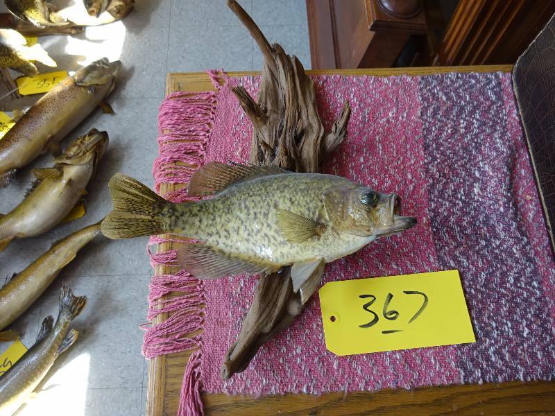 Crappie