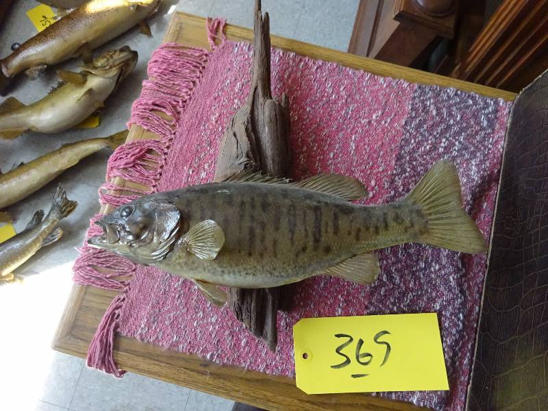Small Mouth